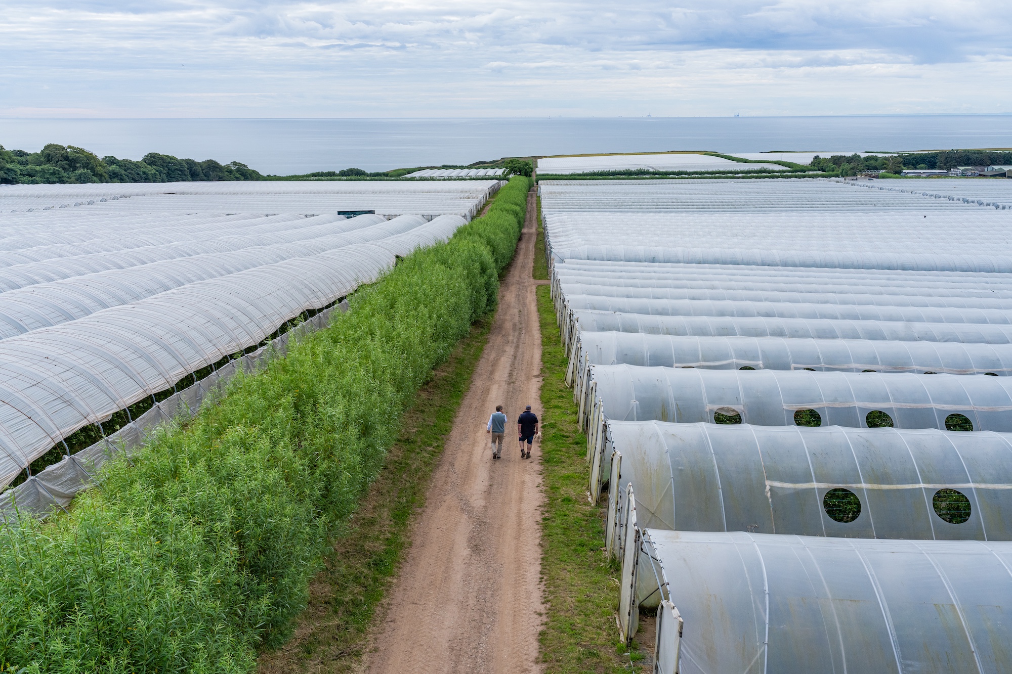 Covered orchards at Angus Fruits