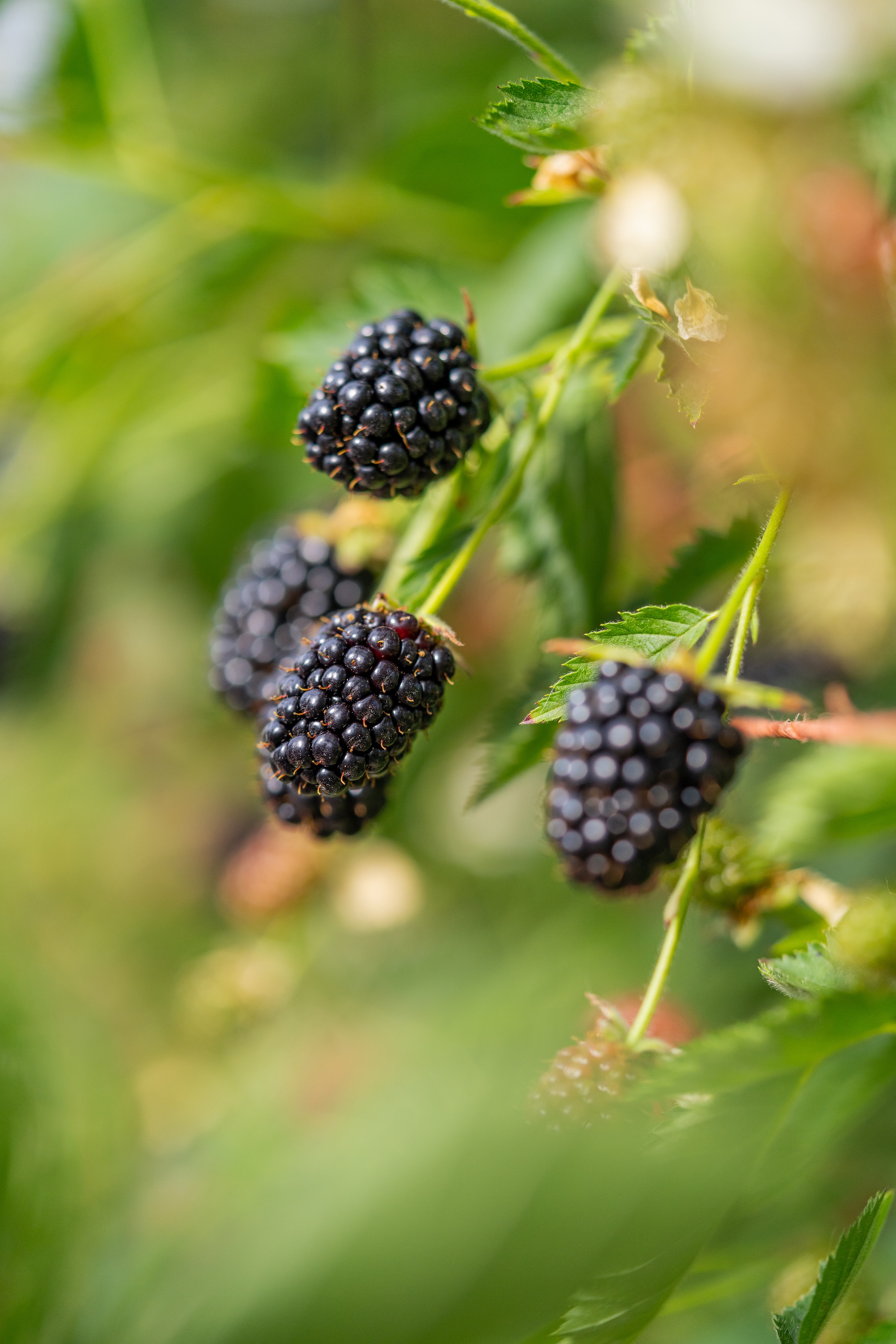 Berries on the bush at Angus Farm