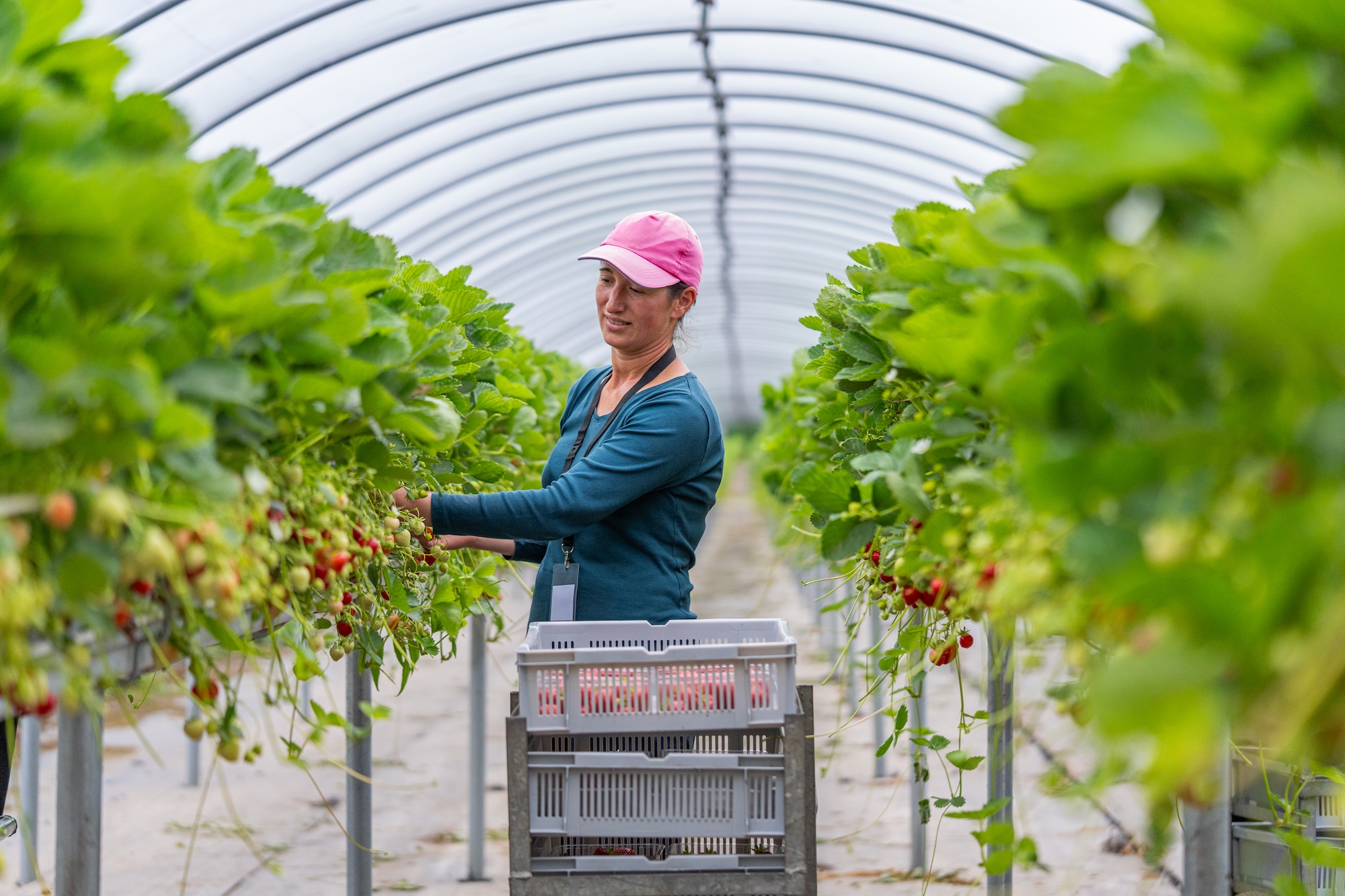 Quality assurance at Angus Fruits