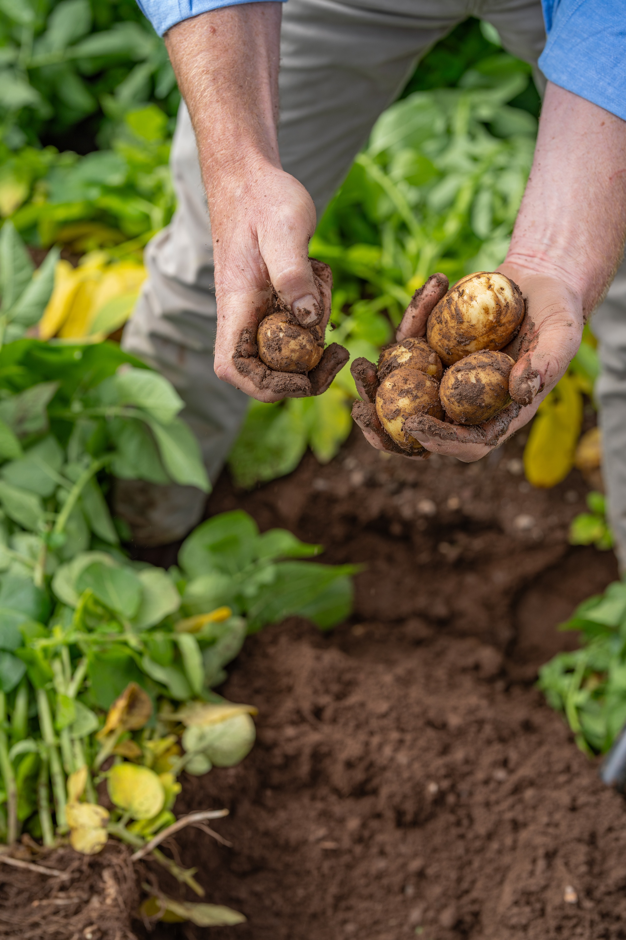 Potatoes at Bruce Farms