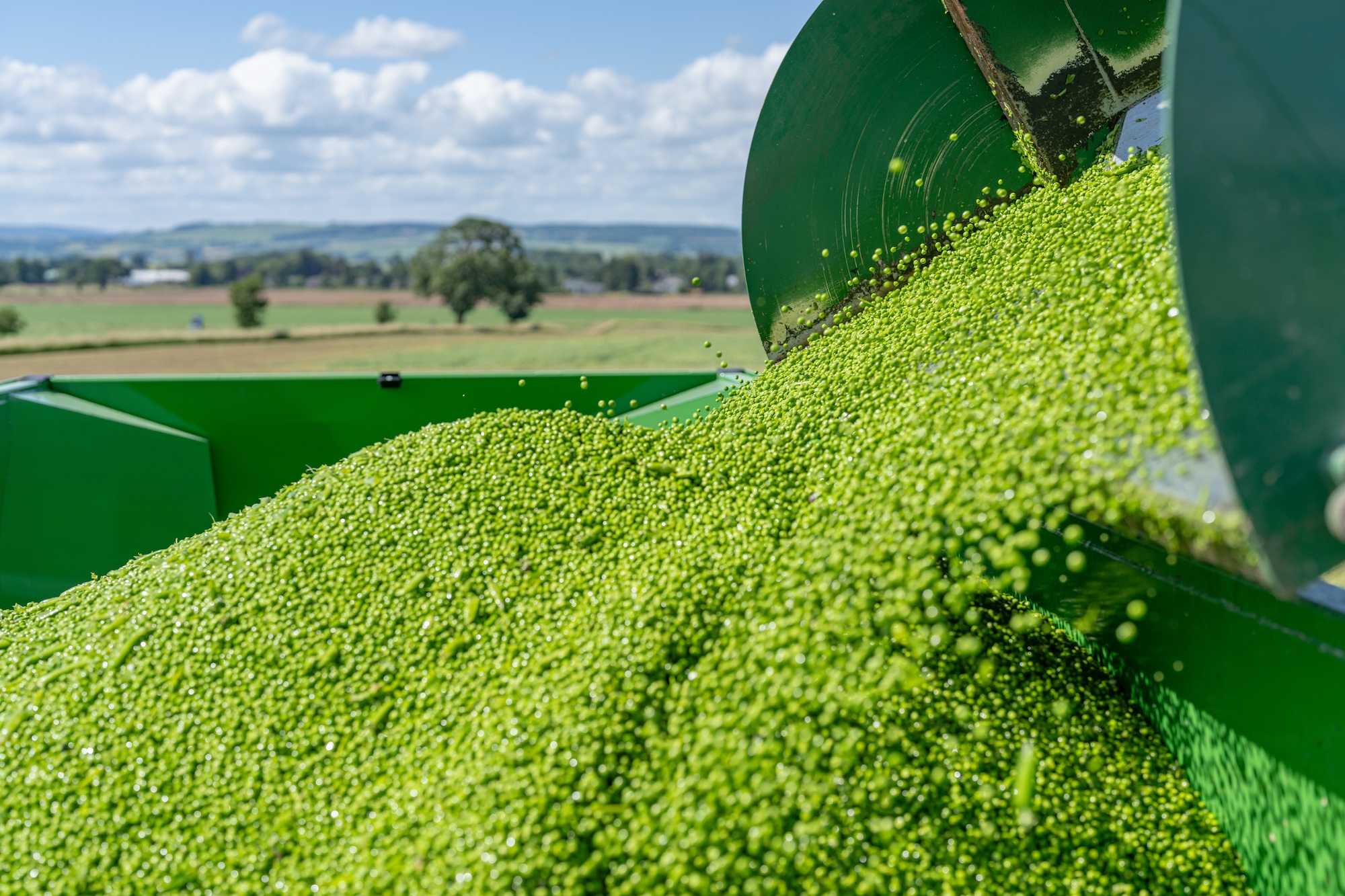 Harvesting peas at Bruce Farms