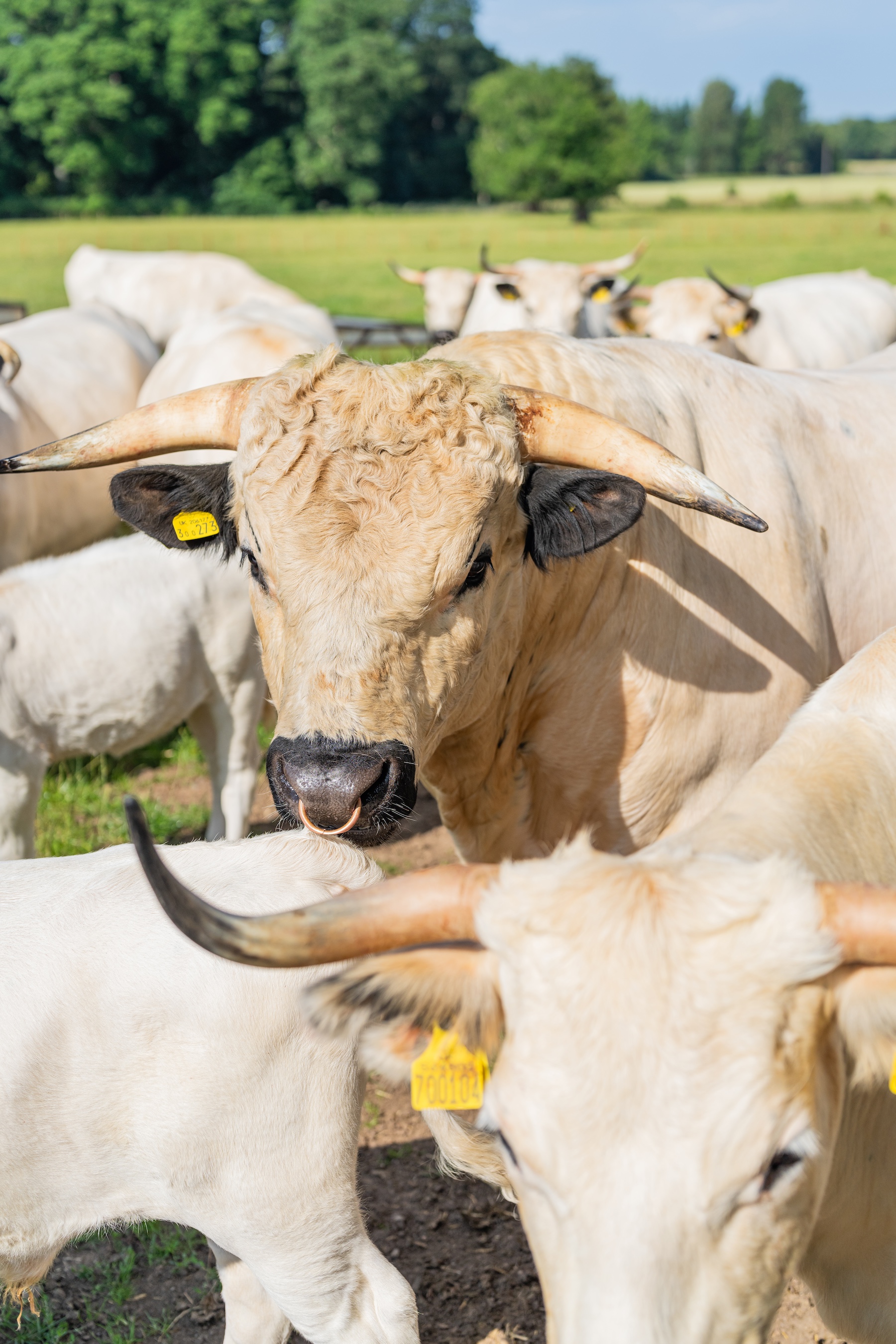 Cattle at Duff Farm