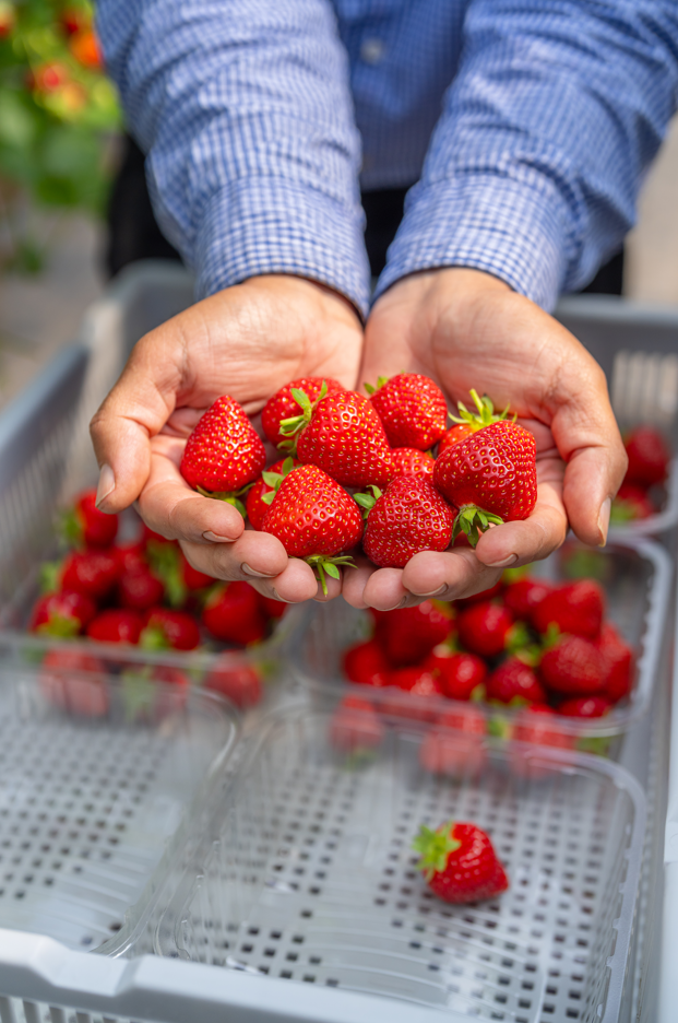 person holding fruit