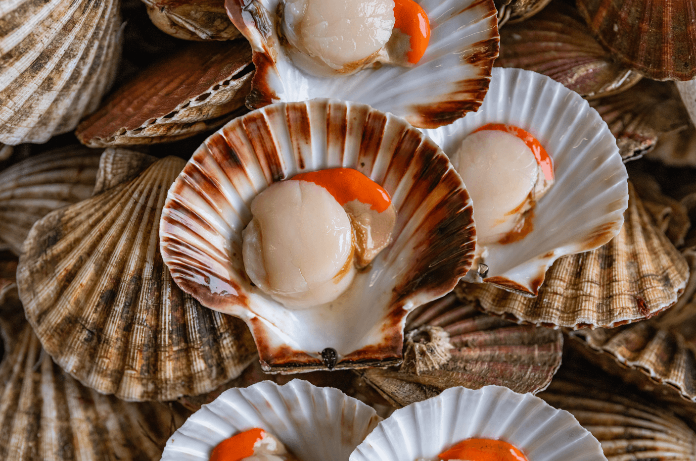 scallops