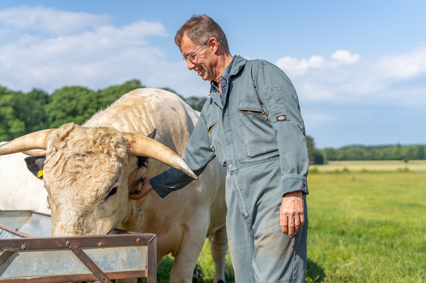 person standing beside a cow in a field