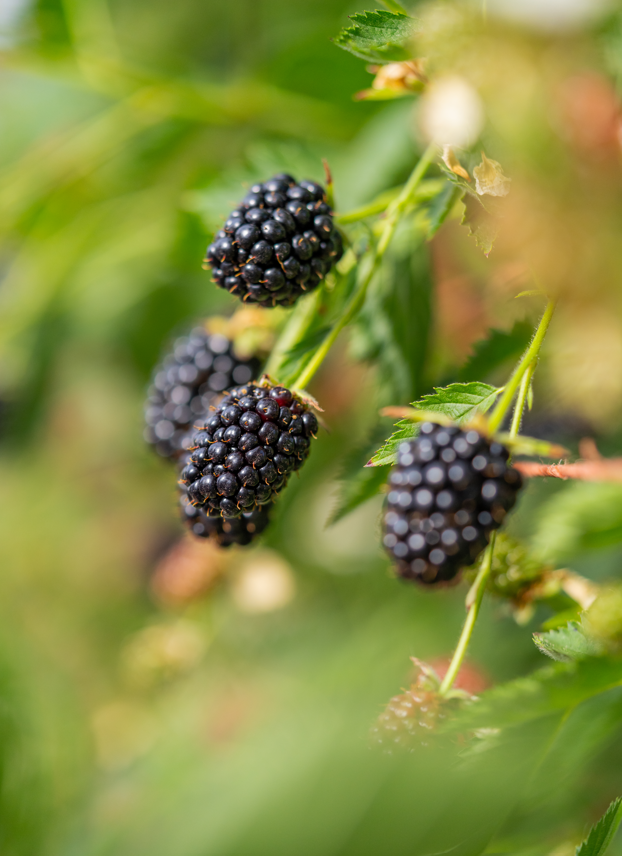 blackberries