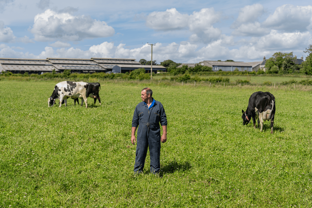 man standing in field with cows